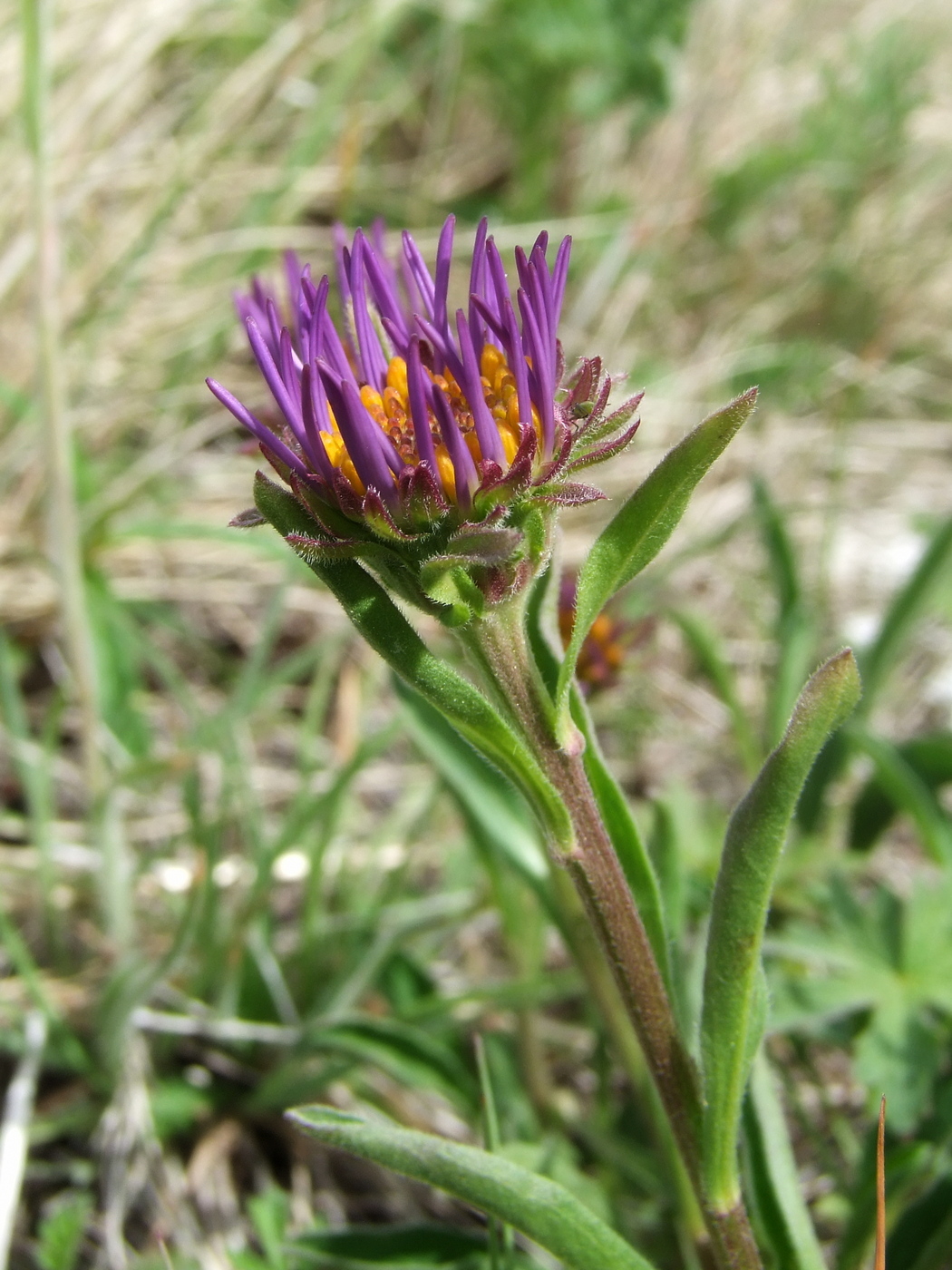 Изображение особи Aster alpinus.