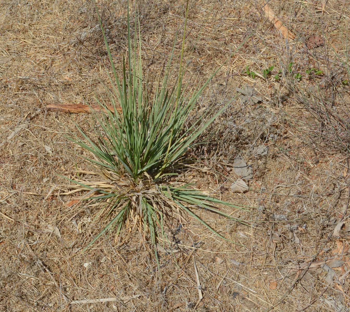 Image of Eragrostis bipinnata specimen.