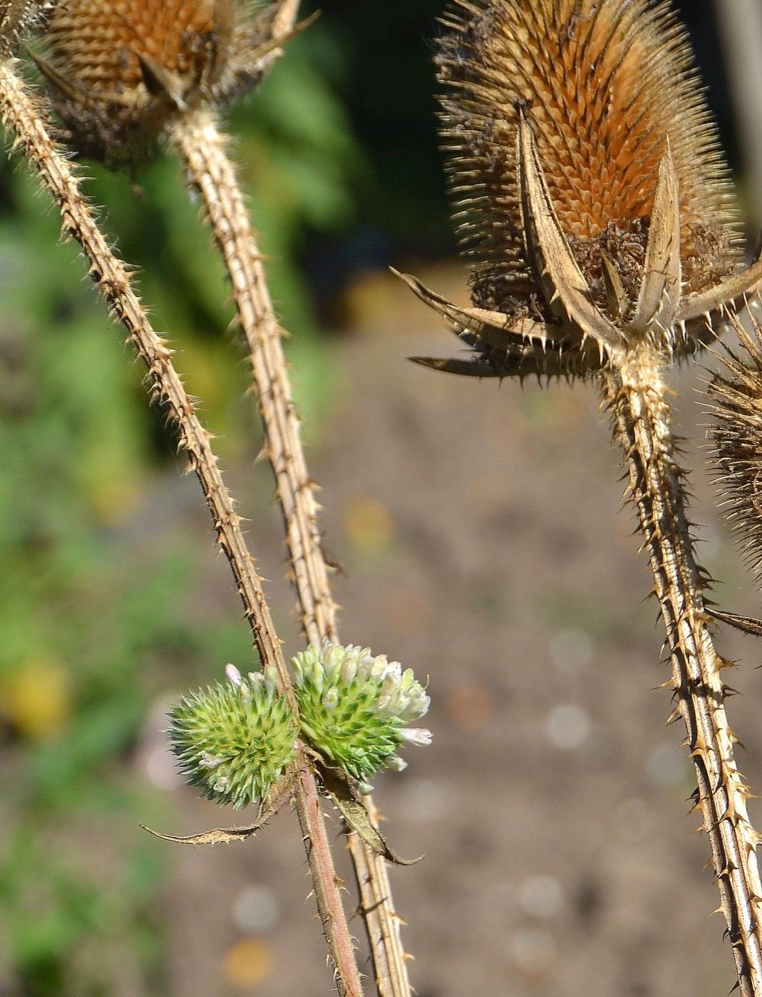 Image of Dipsacus laciniatus specimen.