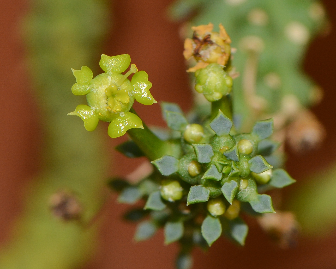 Изображение особи Euphorbia caput-medusae.