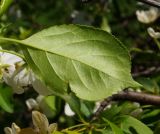 Malus baccata. Лист (вид с нижней стороны). Восточный Казахстан, Глубоковский р-н, окр. с. Бобровка, луг. 19.05.2017.