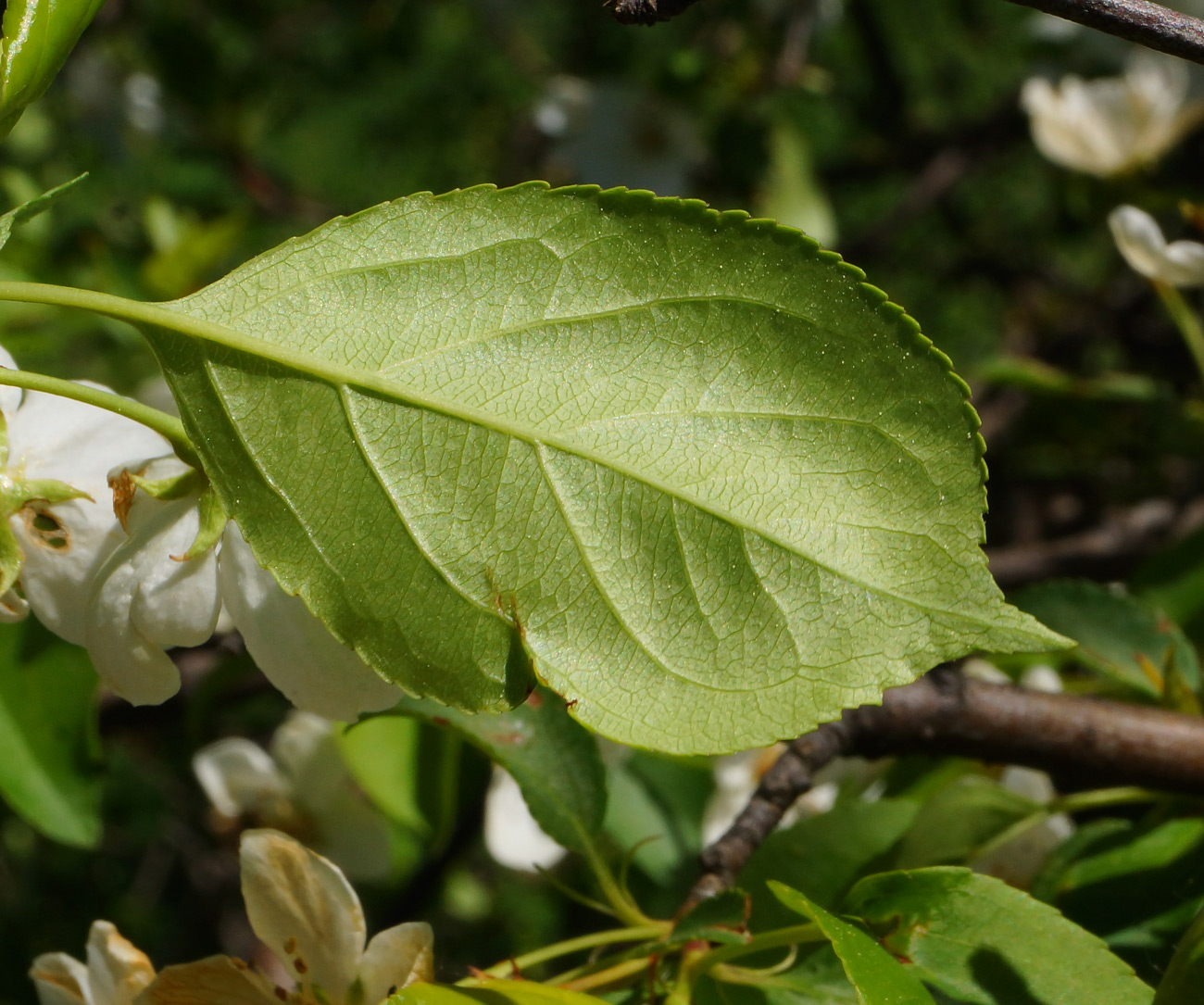 Изображение особи Malus baccata.