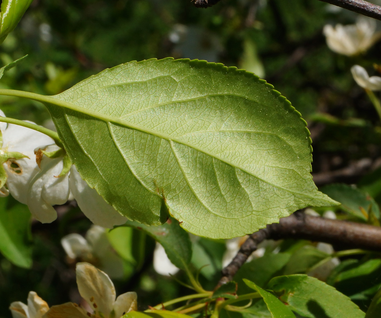 Image of Malus baccata specimen.