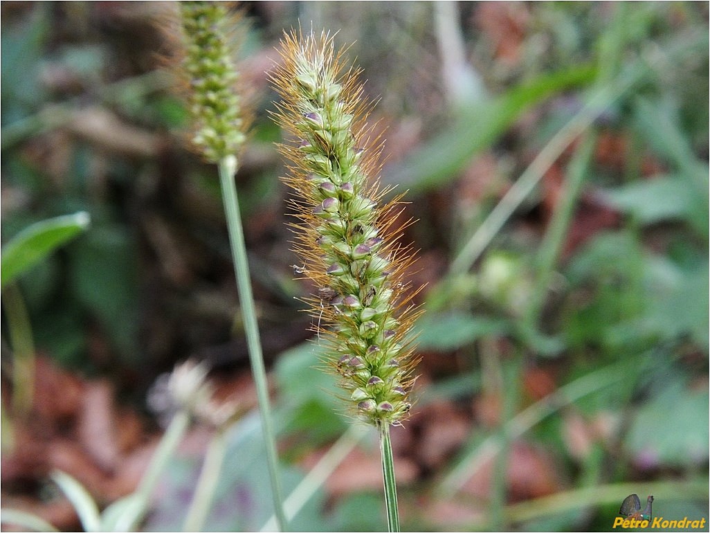 Image of Setaria pumila specimen.