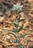 genus Teucrium. Верхушка цветущего растения. Франция, Средиземное море, Леринские о-ва, о-в Сент-Маргерит (Sainte-Marguerite). Июль.