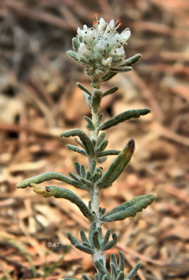 Image of genus Teucrium specimen.