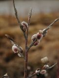 Salix lapponum