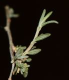 Helianthemum lippii