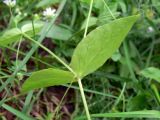 Stellaria bungeana