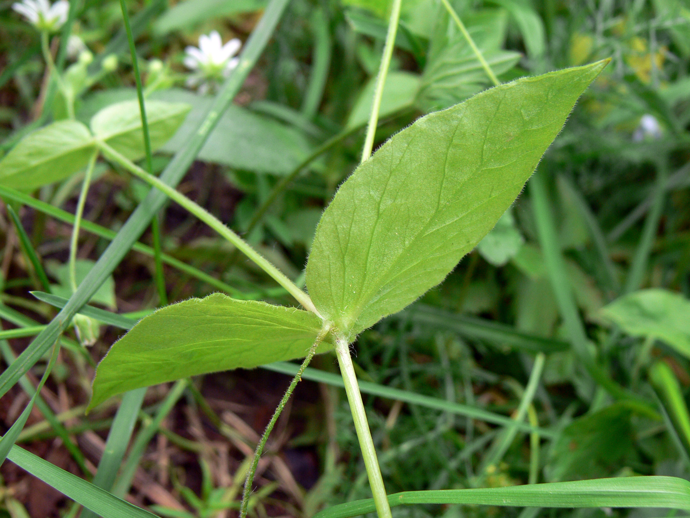 Image of Stellaria bungeana specimen.