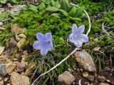 Campanula lasiocarpa