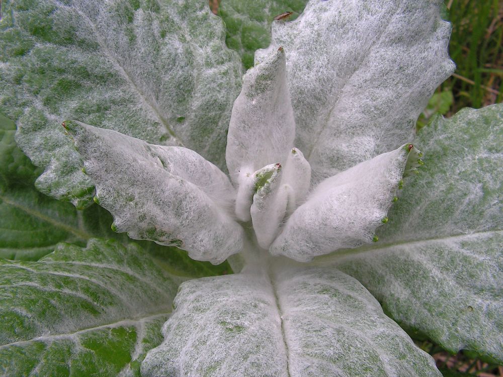 Image of Senecio pseudoarnica specimen.