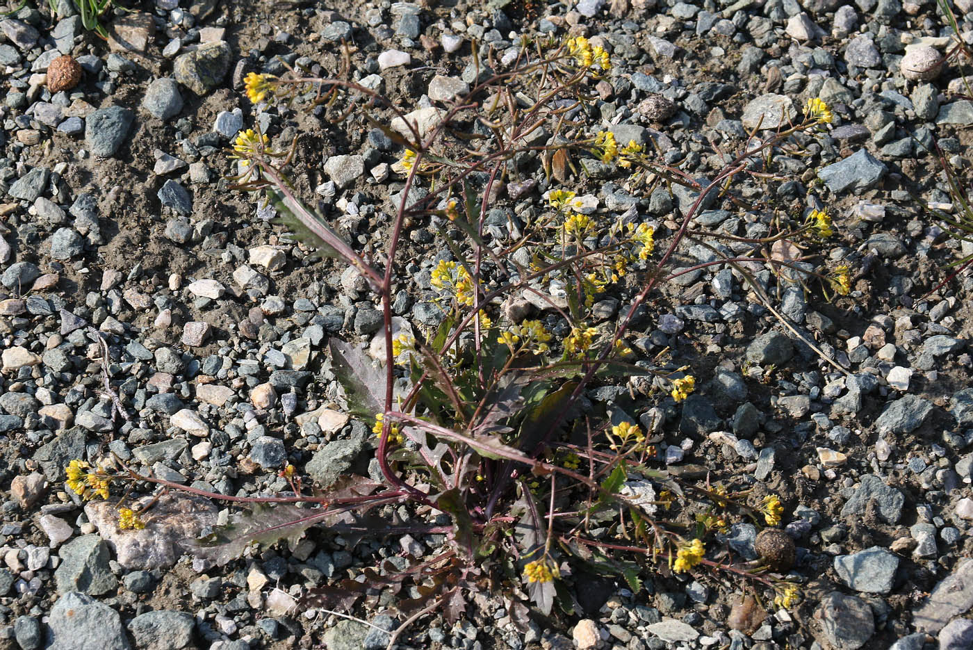 Image of genus Rorippa specimen.