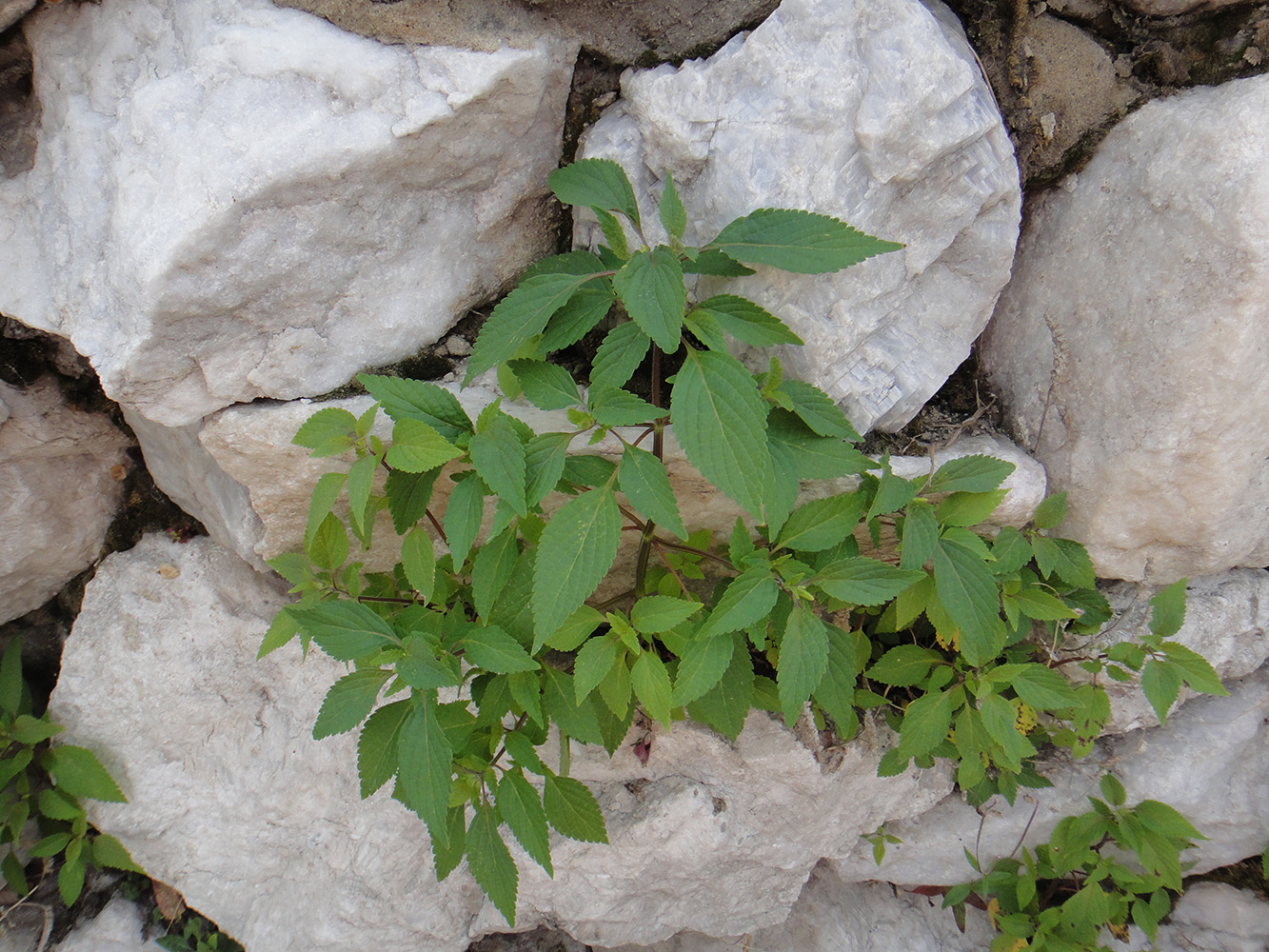 Image of Elsholtzia ciliata specimen.