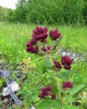 Origanum vulgare