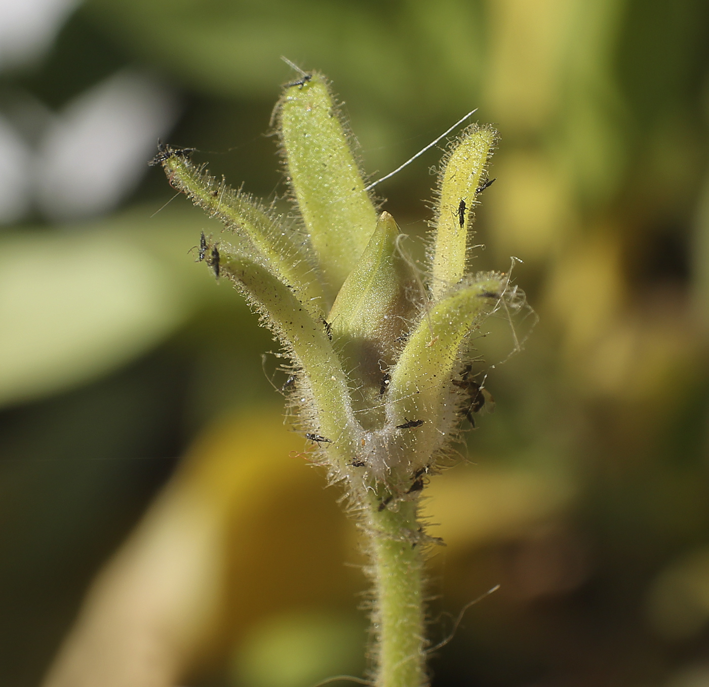 Image of Petunia &times; hybrida specimen.