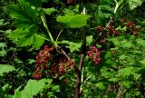 Ribes atropurpureum