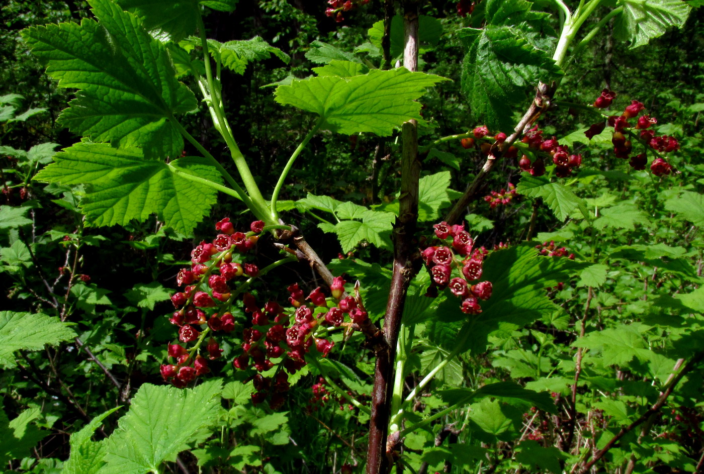 Image of Ribes atropurpureum specimen.