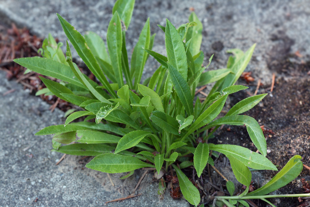 Image of Campanula persicifolia specimen.
