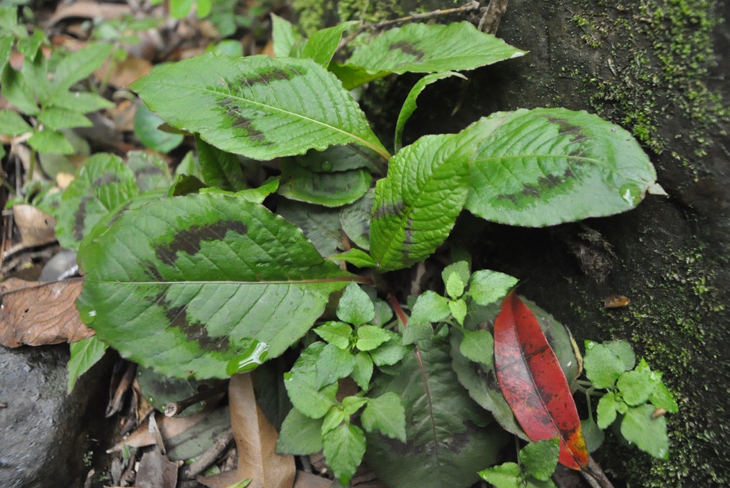 Image of genus Persicaria specimen.