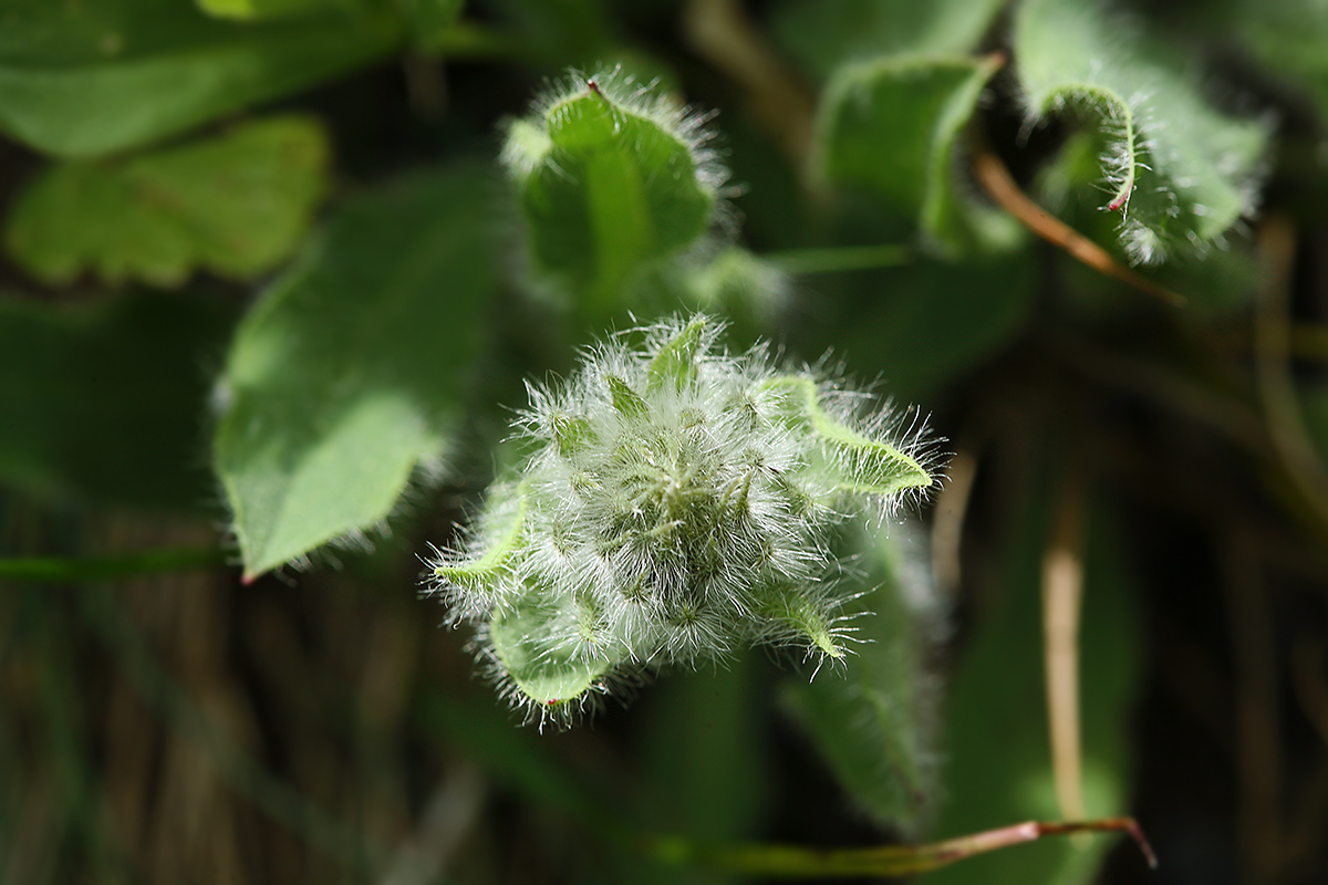 Image of Hieracium villosum specimen.