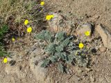 Potentilla sericea