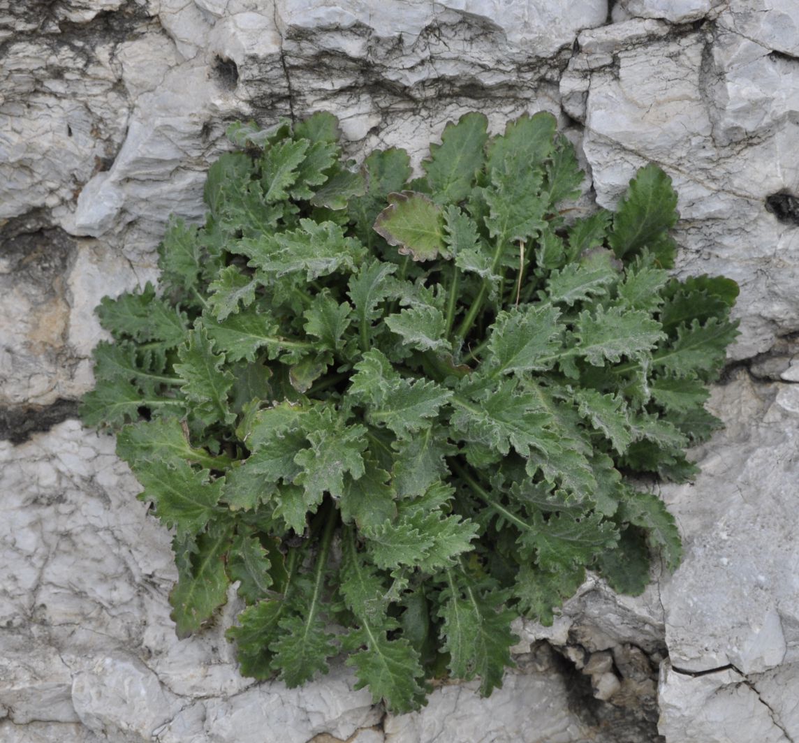 Image of Campanula celsii specimen.