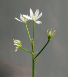 Ornithogalum kochii