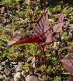Amaranthus hypochondriacus