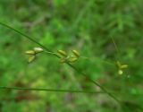 Carex disperma