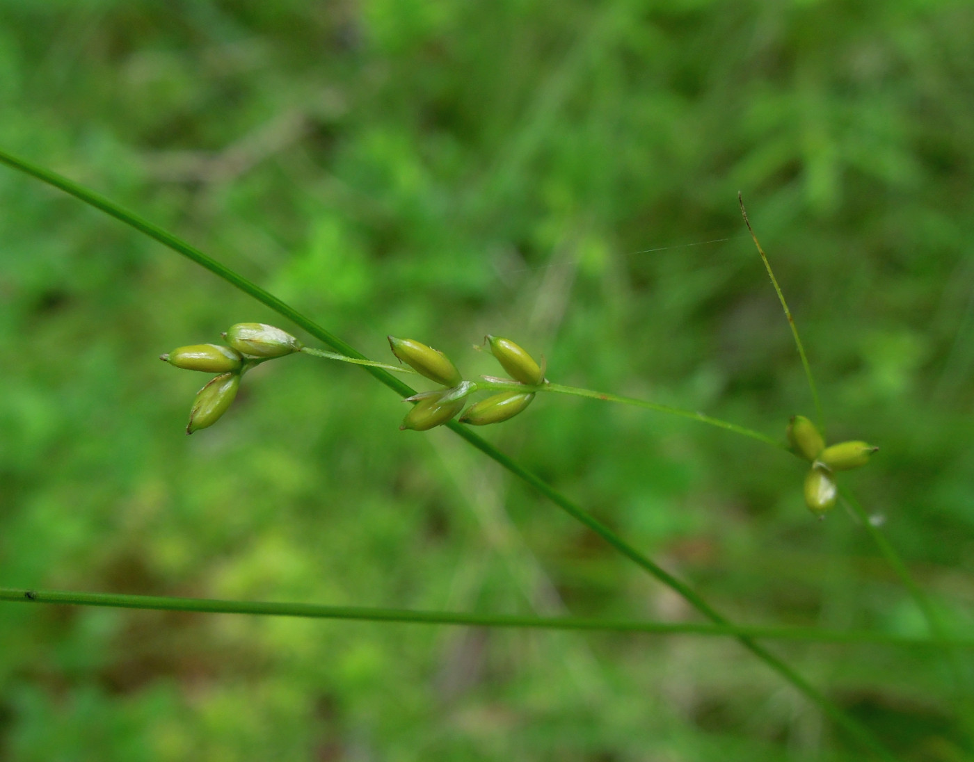 Изображение особи Carex disperma.