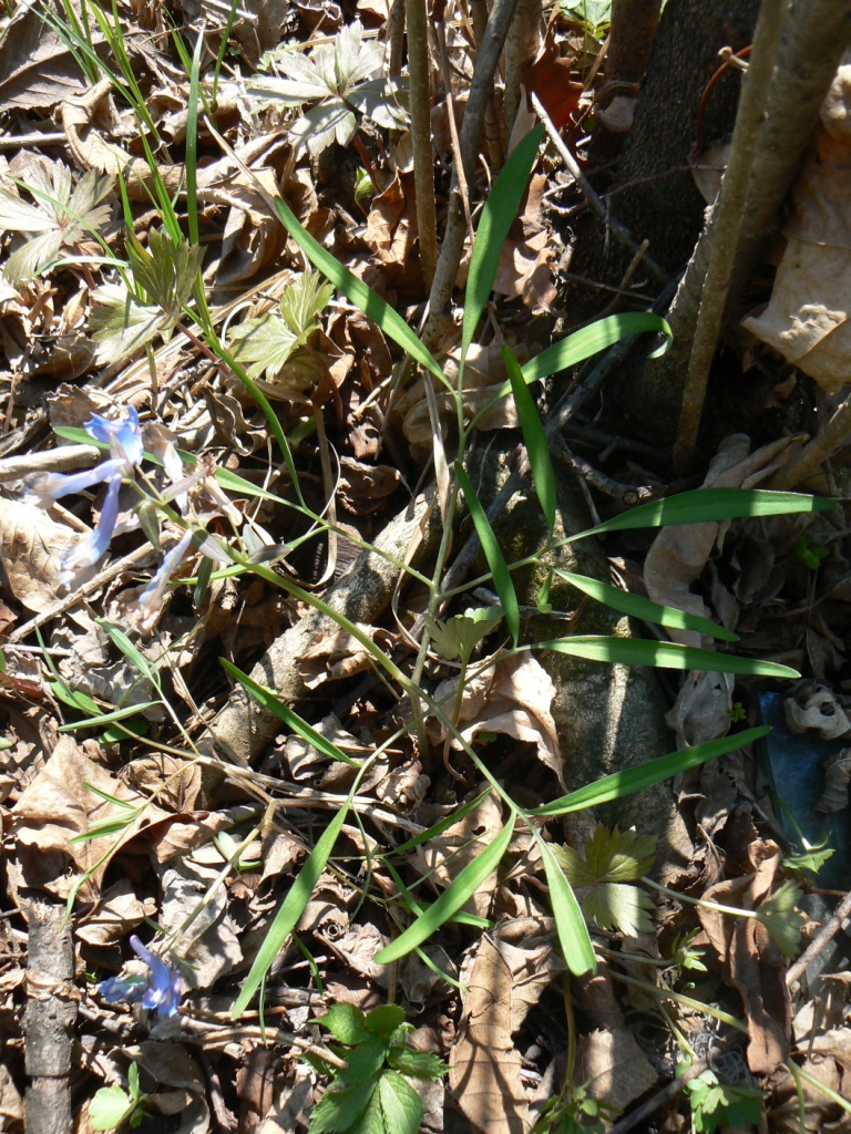 Image of Corydalis ussuriensis specimen.