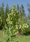 Thalictrum simplex. Верхушка цветущего растения. Якутия, Мирнинский р-н, окр. пос. Светлый, опушка на левом берегу р. Вилюй. 30.06.2009.
