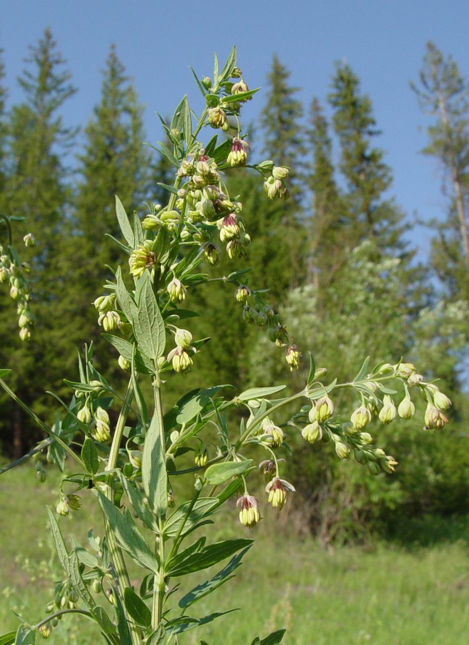 Изображение особи Thalictrum simplex.