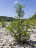 Tripleurospermum inodorum. Вегетирующее растение. Краснодарский край, Крымский р-н, окр. станицы Гладковская, обсохшее дно пруда, на корке подсыхания. 12.05.2018.