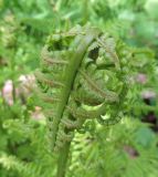 genus Dryopteris. Верхушка разворачивающейся вайи. Адыгея, Кавказский биосферный заповедник, ур. Яворова Поляна, выс. ≈ 1600 м н.у.м., пихтово-кленово-буковый лес. 25.05.2018.