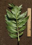 Valeriana dubia