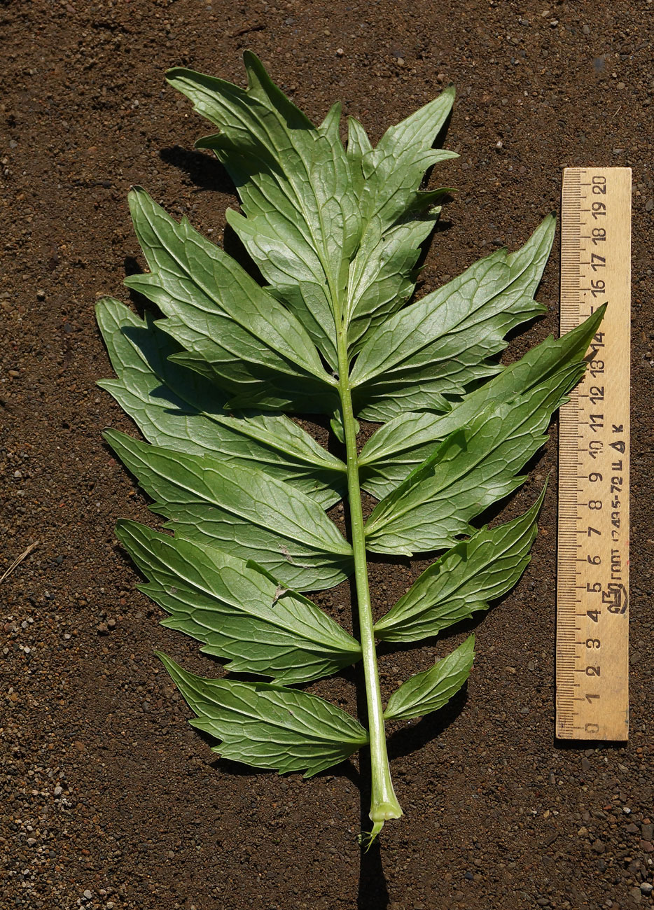 Image of Valeriana dubia specimen.
