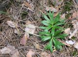 Pulsatilla patens