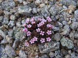 Douglasia ochotensis. Цветущее растение. Магаданская обл., окр. г. Магадан, пос. Снежная Долина, водораздел в бассейне р. Дукча, каменистое плато. 11.06.2017.