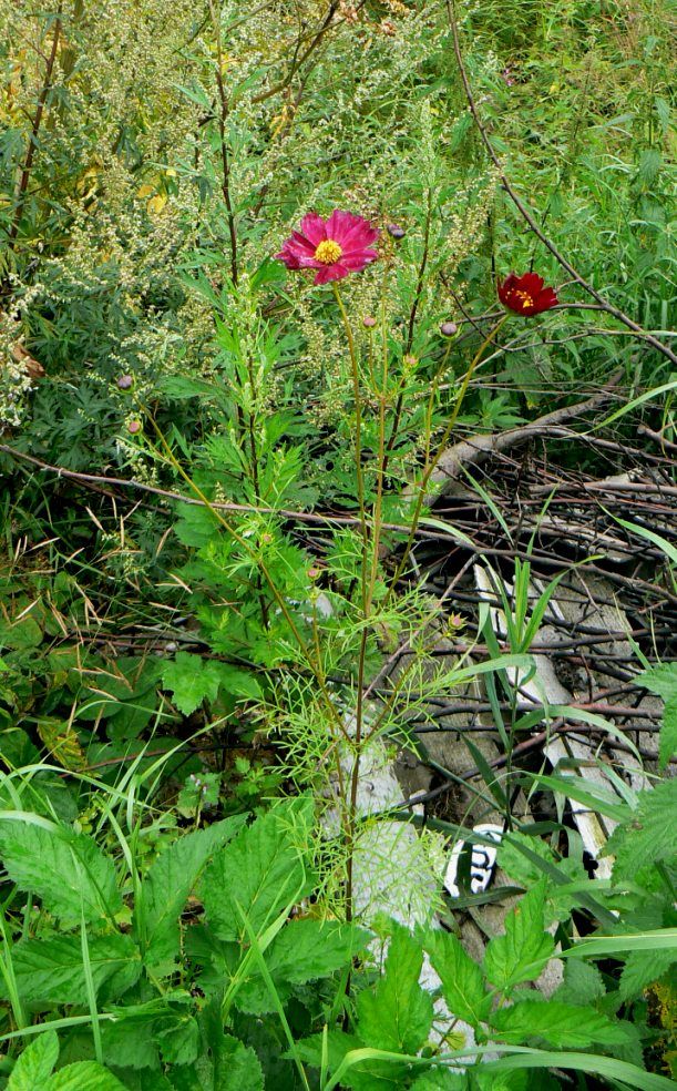 Изображение особи Cosmos bipinnatus.