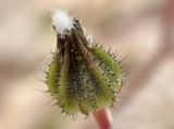 Crepis subspecies graeca