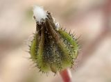 Crepis neglecta ssp. graeca