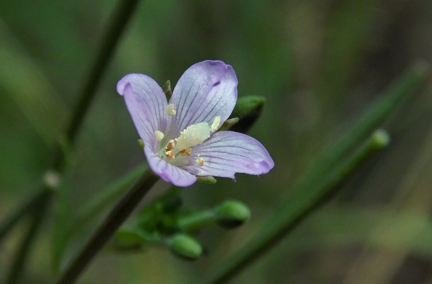 Изображение особи Epilobium tetragonum.