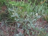 Astragalus tshegemensis