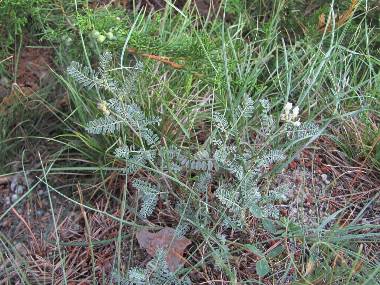 Изображение особи Astragalus tshegemensis.