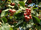 Crataegus mollis. Верхушка побега с созревающими плодами. Украина, г. Запорожье, Запорожский детский ботанический сад. 06.08.2018.