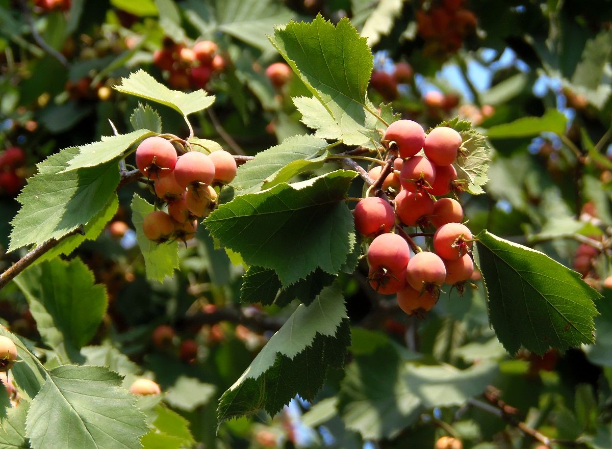 Image of Crataegus mollis specimen.