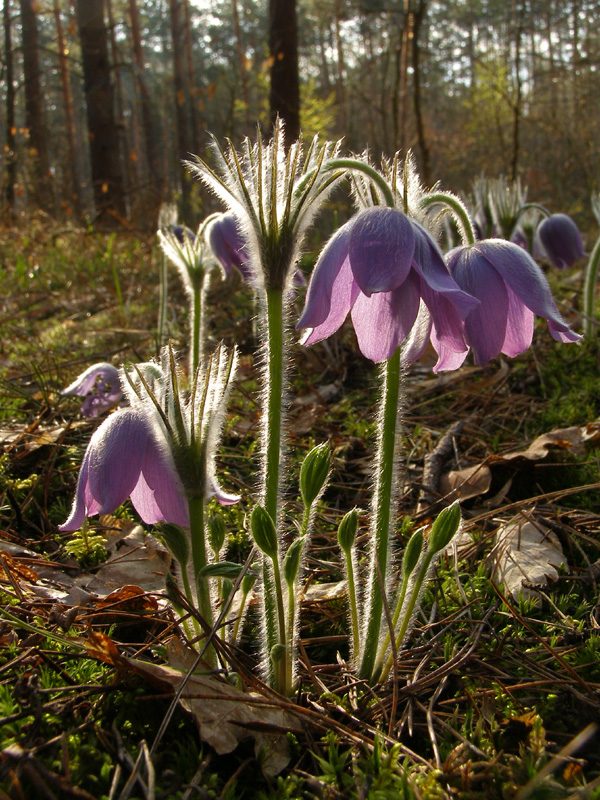 Image of Pulsatilla patens specimen.