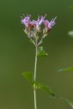 Origanum vulgare